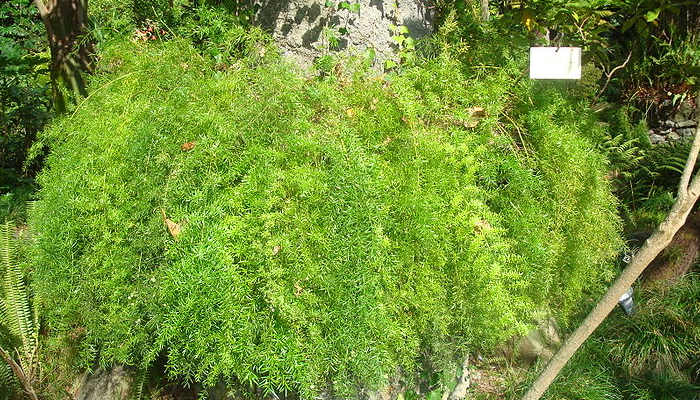 Asparagus densiflorus (planta invasora)
