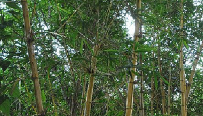 Bambusa vulgaris (planta invasora)