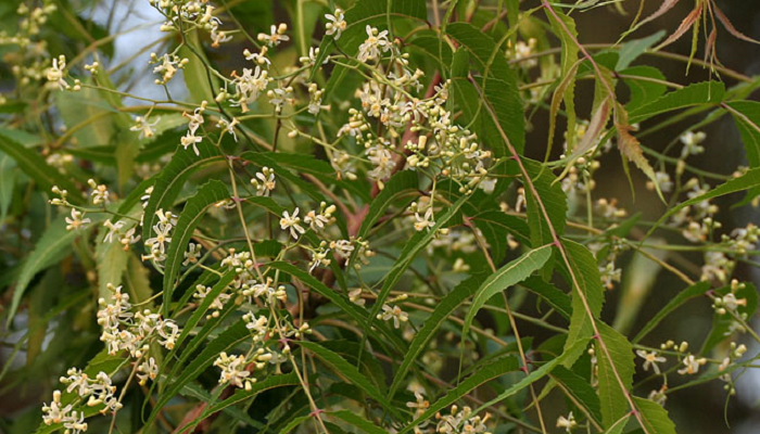 Azadirachta indica (planta invasora)
