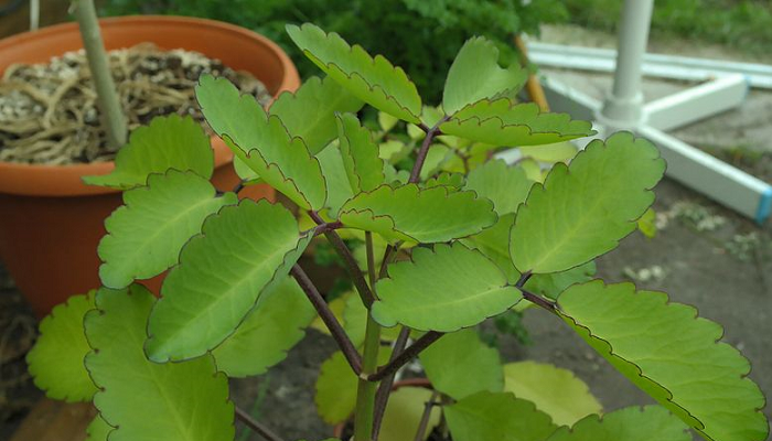 Kalanchoe pinnata (antiga Bryophyllum pinnatum) (invasora)