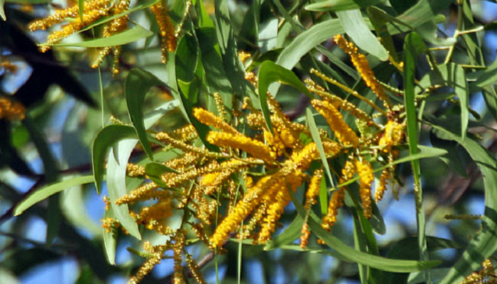 Acacia auriculiformis (planta invasora)