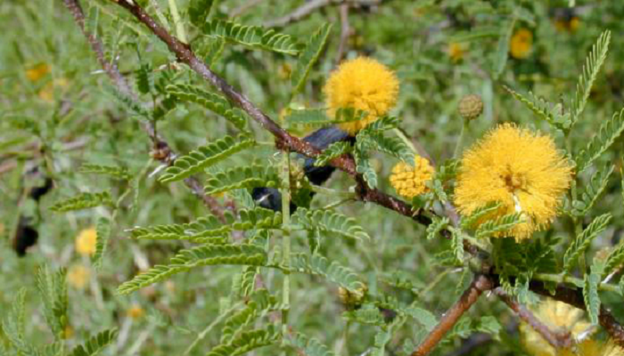 Vachellia farnesiana (antiga Acacia farnesiana) (saiu da lista)