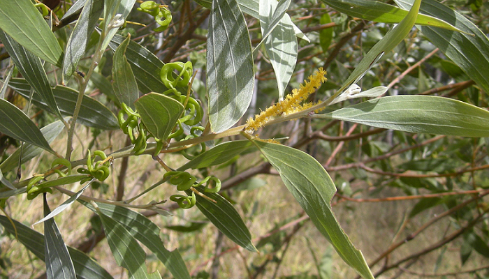 Acacia holosericea (planta invasora)