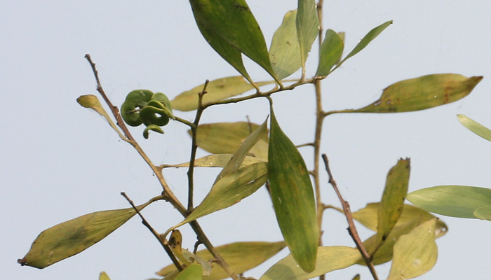 Acacia mangium (planta invasora)