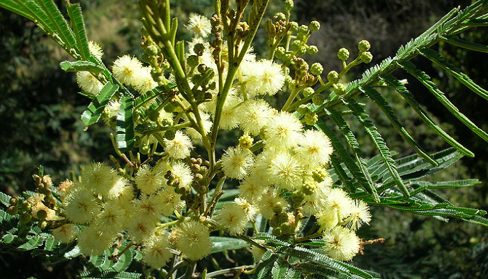 Acacia mearnsii (planta invasora)
