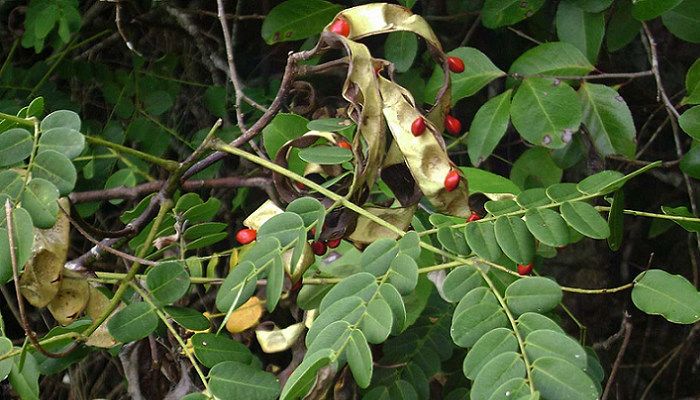 Adenanthera pavonina (planta invasora)