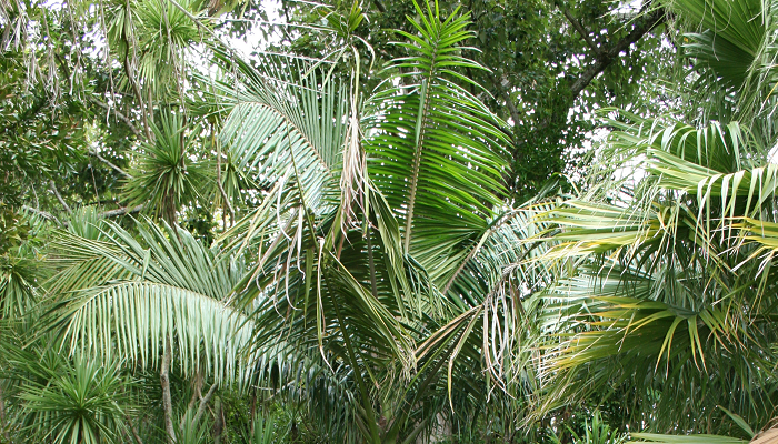 Archontophoenix cunninghamiana (planta invasora)
