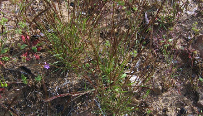 Aristida adscensionis (planta invasora)