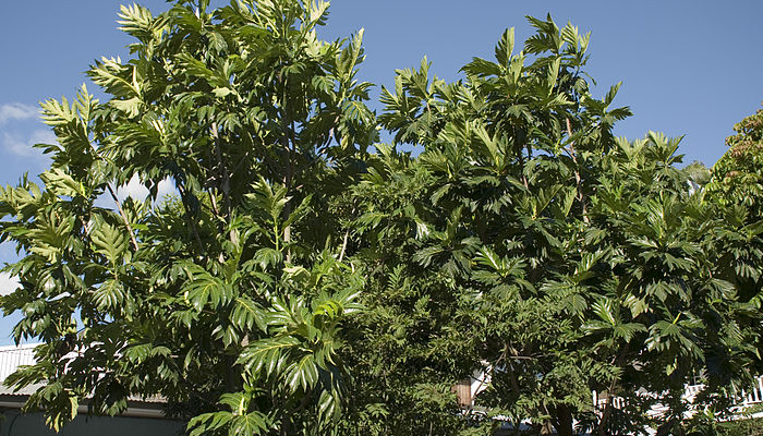 Artocarpus altilis (planta invasora)