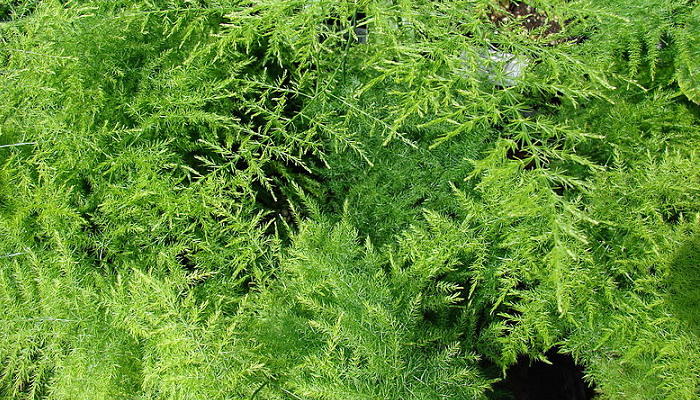 Asparagus setaceus (planta invasora)