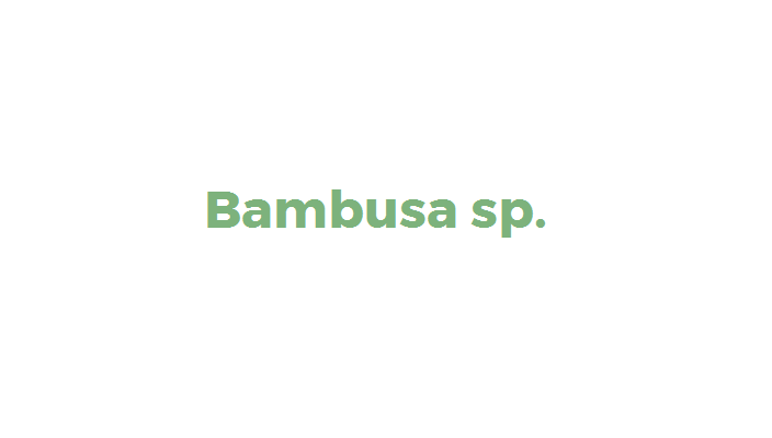 Bambusa sp. (planta invasora)
