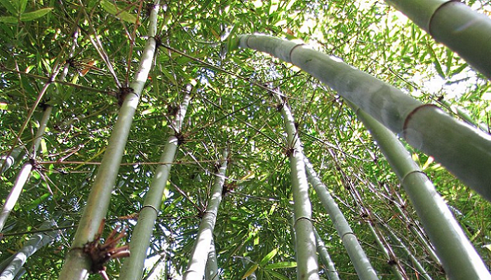 Bambusa textilis (planta invasora)