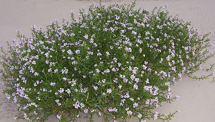 Cakile maritima (planta invasora)