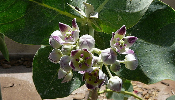 Calotropis procera (planta invasora)