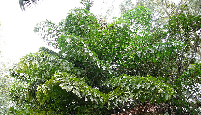 Caryota urens (planta invasora)