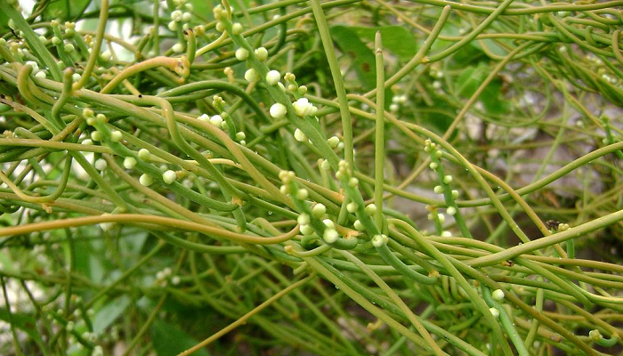 Cassytha filiformis (planta invasora)