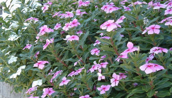 Catharanthus roseus (planta invasora)