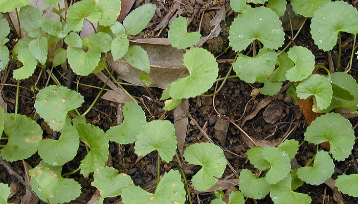 Centella asiatica (planta invasora)