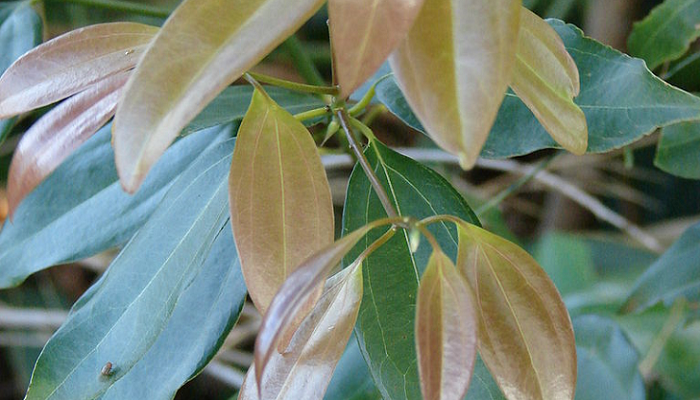 Cinnamomum burmanni (invasora)