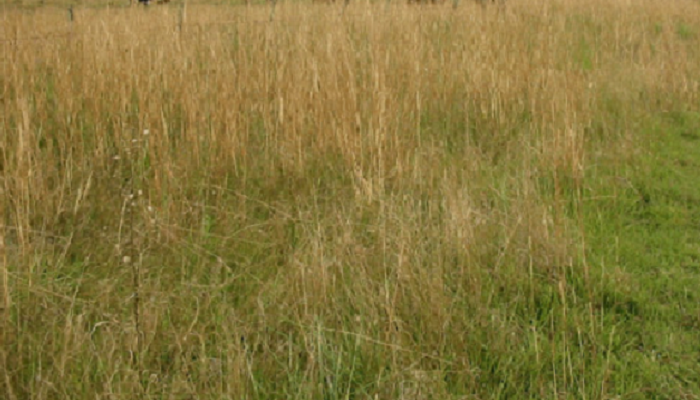 Eragrostis plana (invasora)