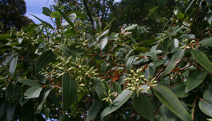 Eucalyptus robusta (invasora)