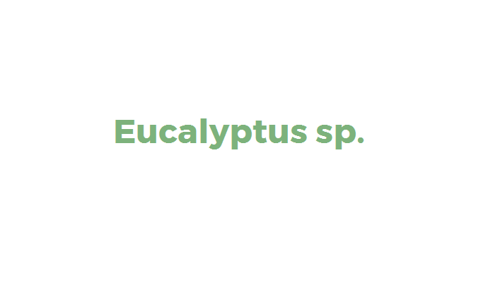 Eucalyptus sp. (invasora)