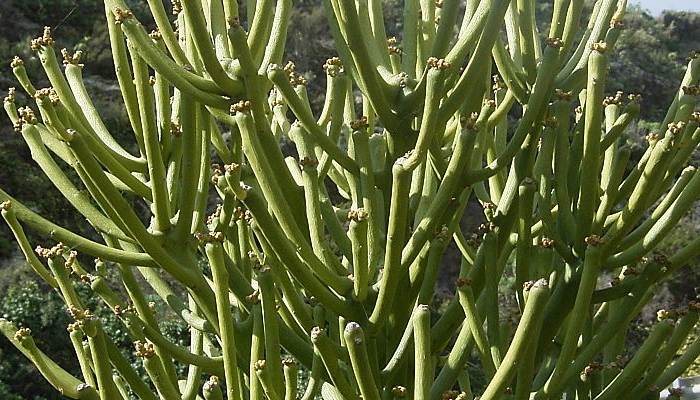 Euphorbia tirucalli (invasora)