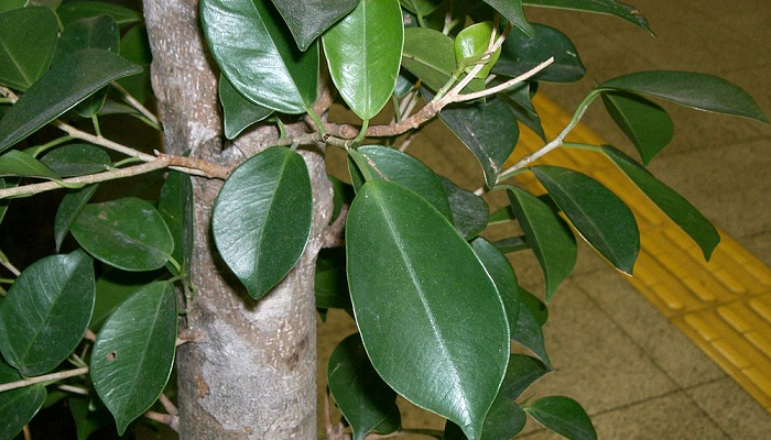 Ficus microcarpa (invasora)