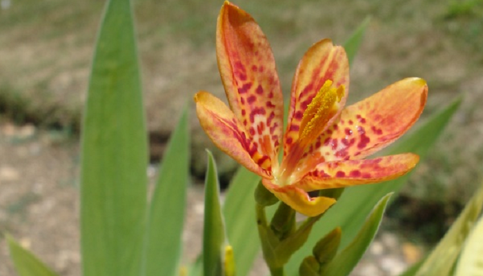 Iris domestica (invasora)