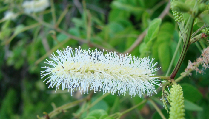 Mimosa caesalpiniifolia (invasora)
