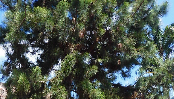 Pinus caribaea (invasora)