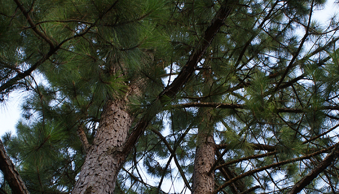 Pinus elliottii (invasora)