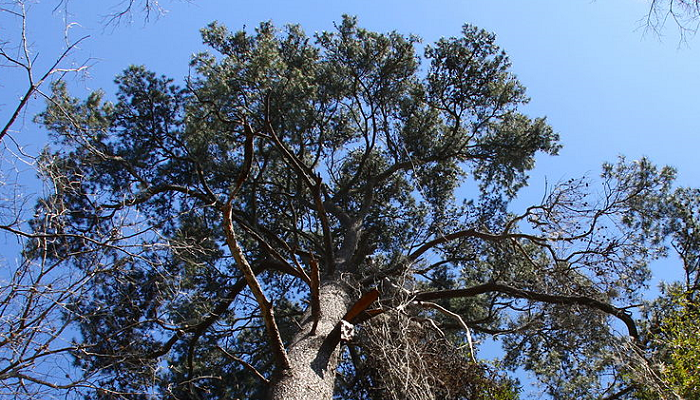 Pinus glabra (invasora)