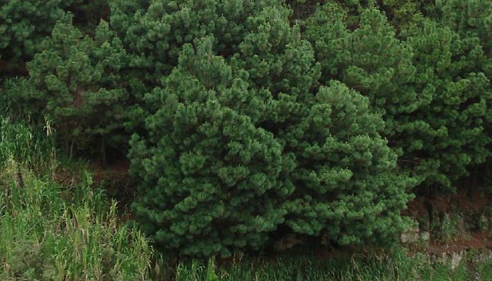 Pinus maximinoi (invasora)