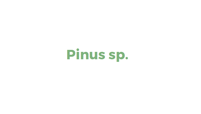 Pinus sp. (invasora)
