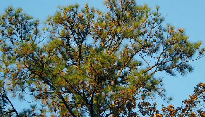 Pinus taeda (invasora)