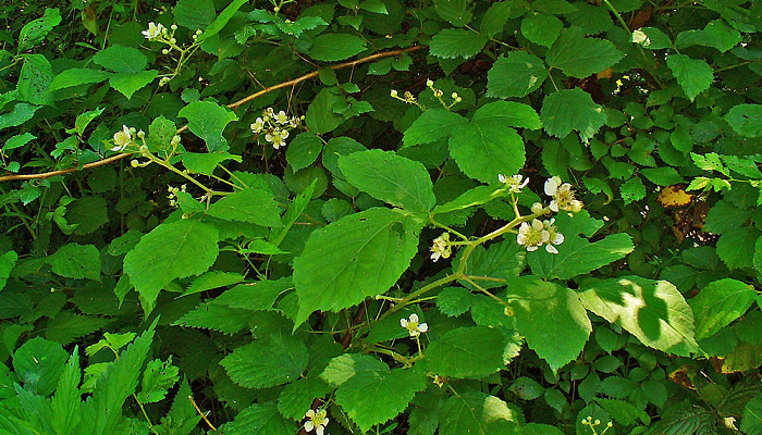 Rubus fruticosus (invasora)