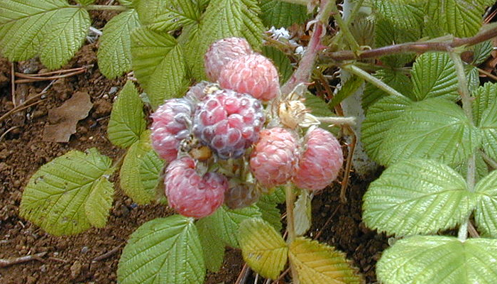 Rubus niveus (invasora)