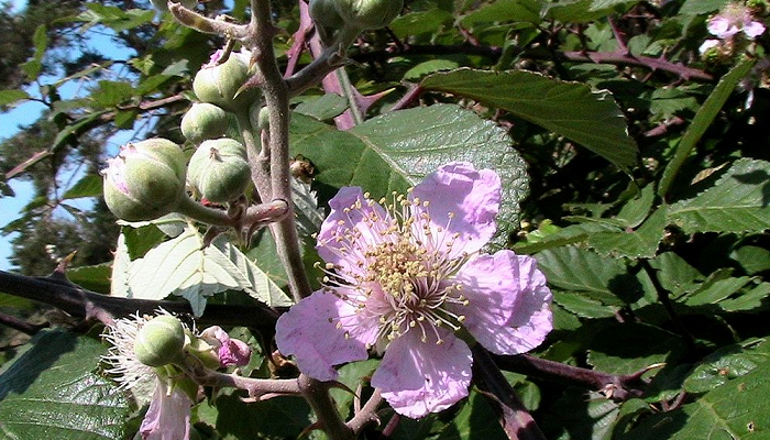 Rubus ulmifolius (invasora)