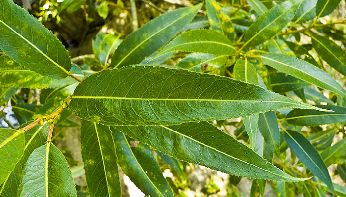 Salix × fragilis (antiga Salix x rubens) (invasora)