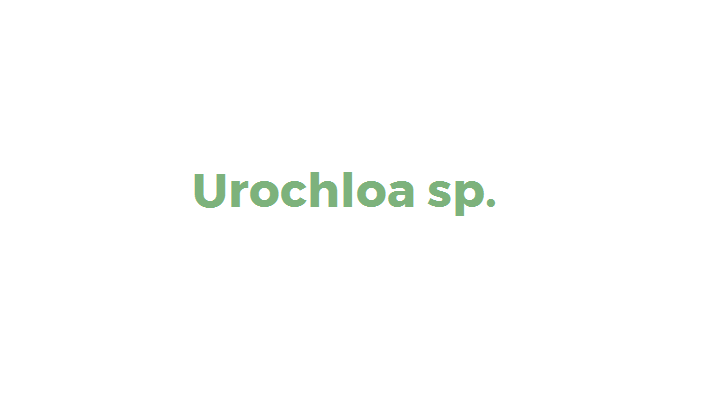 Urochloa sp. (invasora)