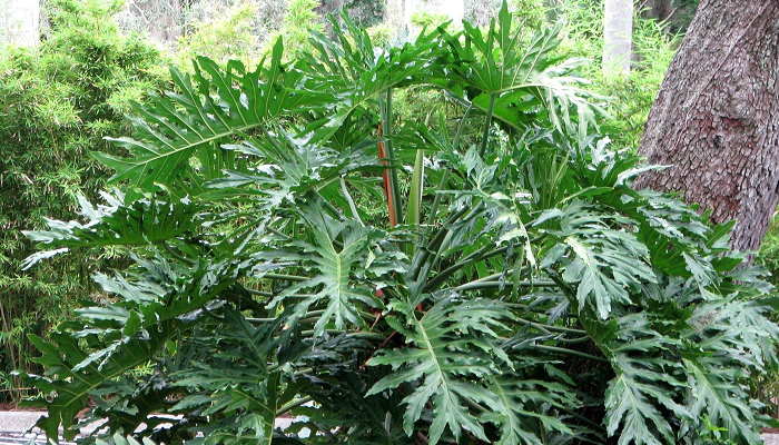 Thaumatophyllum bipinatifidum (antiga Philodendron bipinnatifidum)