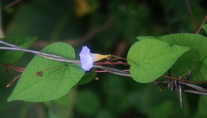 Ipomoea aristolochiifolia (invasora)