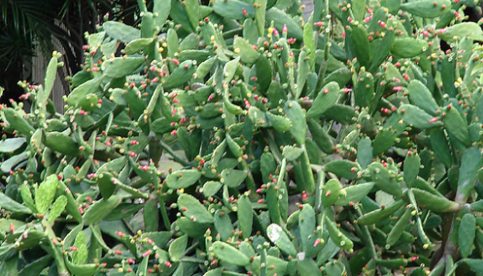 Opuntia cochenillifera (antiga Nopalea cochenillifera) (invasora)