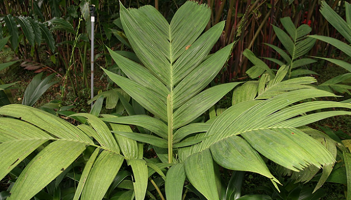 Pinanga coronata (antiga Pinanga kuhlii) (invasora)