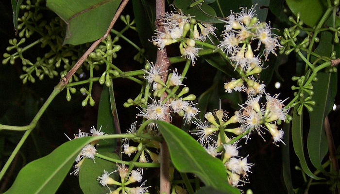Syzygium cumini (invasora)