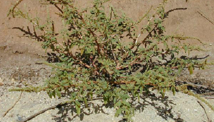 Amaranthus spinosus (planta invasora)