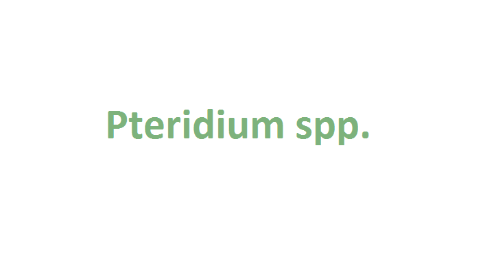 Pteridium spp. (invasora)