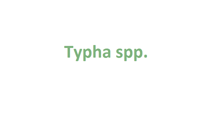 Typha sp. (invasora)