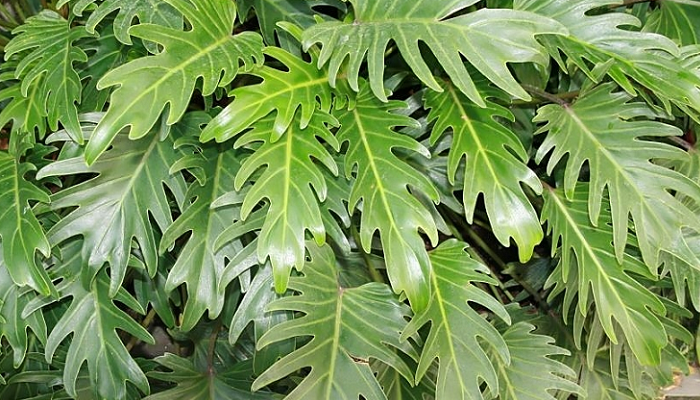 Thaumatophyllum xanadu (antiga Philodendron xanadu)